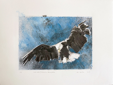 bald eagle